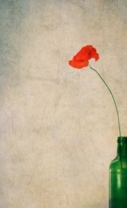 Rustic Poppy And Bottle