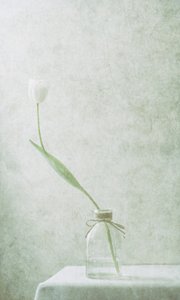 Serene White Tulip by Delphine Devos