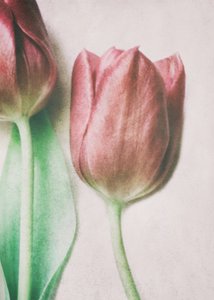 Soft Blush Tulips