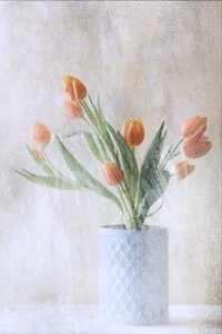 Soft Orange Tulips by Delphine Devos