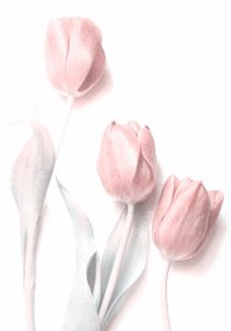Soft Pink Tulips by Delphine Devos