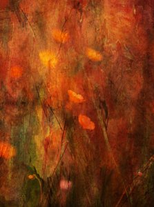 Textured Poppy Field