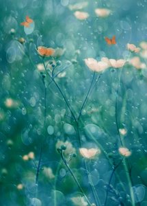 Vibrant Garden Butterflies