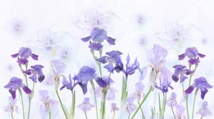 Dreamy Lavender Irises