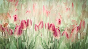 Dreamy Pink Tulips
