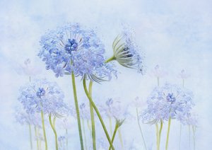 Ethereal Blue Flowers