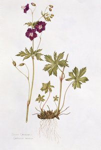 Dusky Cranesbill by Diana Everett