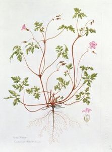Herb Robert by Diana Everett