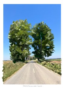 Twin Trees on the Way to Golega, 2022