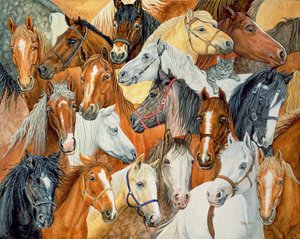 Dees Horse-Blanket