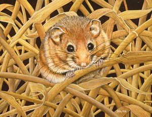 Edible Dormouse, 1993