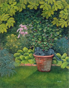 The Flower-Pot Cat