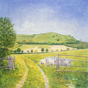 Wessex Sheep