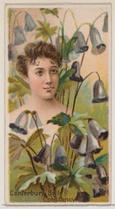 Canterbury Bells: Constancy, from the Series Floral Beauties and Language of Flowers, 1892 by Donaldson Brothers