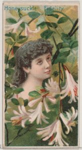 Honeysuckle: Fidelity, from the series Floral Beauties and Language of Flowers by Donaldson Brothers