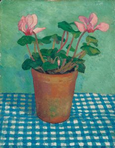 Cyclamen in a Pot
