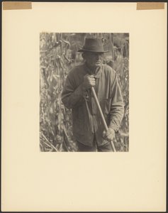 Man with Hoe in Sorghum Patch