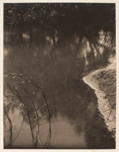 Study of trees reflected in water by Doris Ulmann