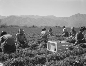 Carrot pullers from Texas, Oklahoma, Missouri, Arkansas and Mexico, California