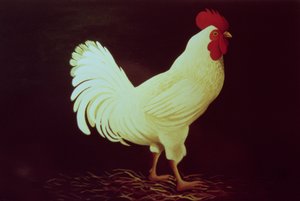 Rooster