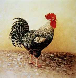 Speckled Rooster