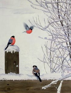Bullfinches on a Snowy Fence by Douglas Anderson