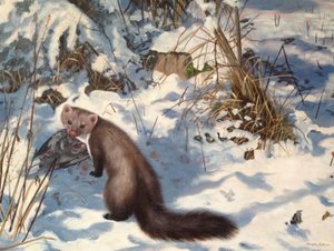 Stone Marten in the Snow by Douglas Anderson