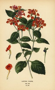 Big sage, ghaneri or tickberry, Lantana camara. Chromolithograph from an illustration by Desire Bois from Edward Step’s Favourite Flowers of Garden and Greenhouse, Frederick Warne, London