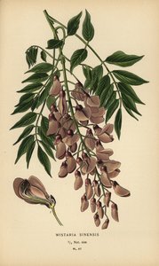Chinese wisteria, Wisteria sinensis