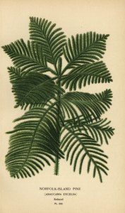 Cook pine, Araucaria columnaris. (Norfolk Island pine, Araucaria excelsa). Chromolithograph from an illustration by Desire Bois from Edward Step’s Favourite Flowers of Garden and Greenhouse, Frederick Warne, London by Désiré Georges Jean Marie Bois
