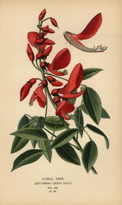Coral tree, Erythrina crista-galli
