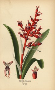 Coralberry, Aechmea fulgens. Chromolithograph from an Illustration by Desire Bois from Edward Step’s Favourite Flowers of Garden and Greenhouse, Frederick Warne, London by Désiré Georges Jean Marie Bois