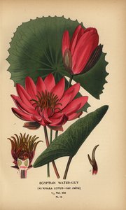 Egyptian waterlily, Nymphaea lotus by Désiré Georges Jean Marie Bois