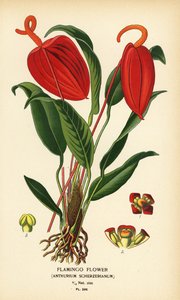 Flamingo flower, Anthurium scherzerianum. Chromolithograph from an illustration by Desire Bois from Edward Step’s Favourite Flowers of Garden and Greenhouse, Frederick Warne, London by Désiré Georges Jean Marie Bois