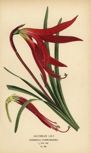 Jacobean lily, Sprekelia formosissima. Chromolithograph from an illustration by Desire Bois from Edward Step