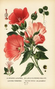Lavatera trimestris and Malope trifida by Désiré Georges Jean Marie Bois