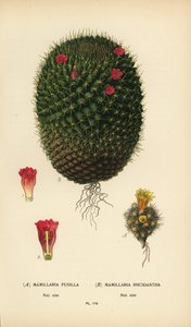 Mammillaria prolifera and Mammillaria rhodantha