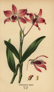 Noble dendrobium orchid, Dendrobium nobile. Chromolithograph from an illustration by Desire Bois from Edward Step’s Favourite Flowers of Garden and Greenhouse, Frederick Warne, London