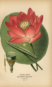 Sacred Bean or Indian Lotus, Nelumbo nucifera by Désiré Georges Jean Marie Bois
