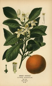 Sweet orange, Citrus x aurantium