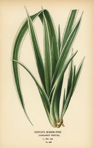 Tahitian Screwpine, Pandanus tectorius (Veitch’s Screw-Pine, Pandanus veitchii) by Désiré Georges Jean Marie Bois