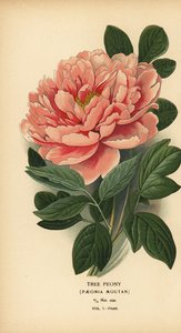 Tree Peony