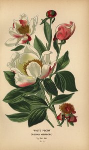 White peony, Paeonia lactiflora by Désiré Georges Jean Marie Bois
