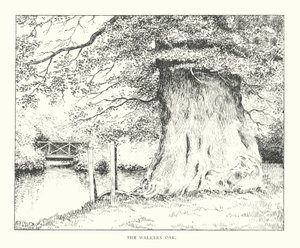 The Walkern Oak by Duncan Moul