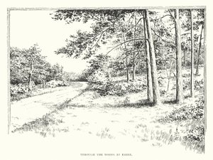 Through the woods at Esher