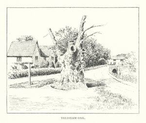 Yeldham Oak by Duncan Moul