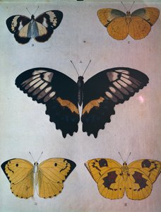 Butterflies by Dutch School