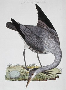 Heron, published in Amsterdam by Dutch School