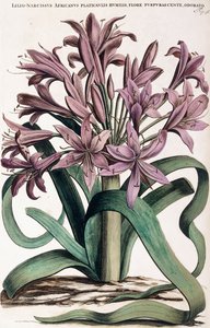 Lillio-Narcissus by Dutch School
