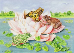 Water Lily, 1998